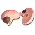human-brain-model