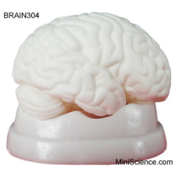 Brain Model, Dissectable In 3 Pieces