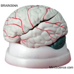 Brain Model With Colored Arteries And Cerebellum
