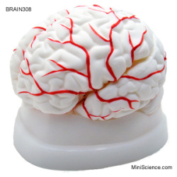 Brain Model, Dissectable In 8 Pieces