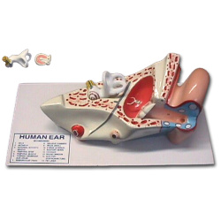 Model Of The Ear