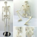 model-skeleton-16quot-42cm