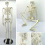 model-skeleton-16quot-42cm