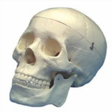 human-skull-model-premium