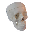 human-skull-life-size-model-10pk
