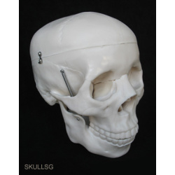 Life Size Model Of Human Skull (Premium)