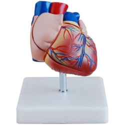 Heart Model