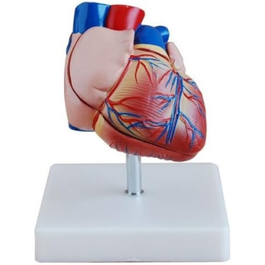 heart-model