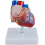 heart-model