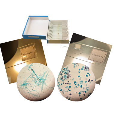 microorganisms-set-glass-prepared-slides