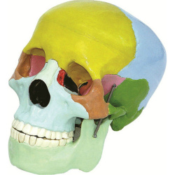 Skull Color Model