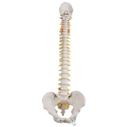 Spine Anatomical Model