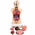 human-torso-model-malefemale-18-45-cm