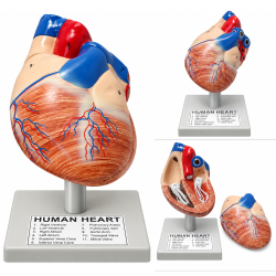 Heart Model