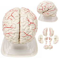 3307-1 Human Brain Model, Life Size, 3 Parts