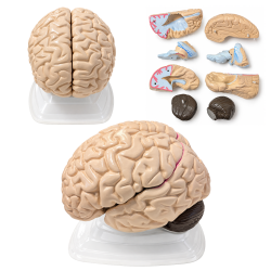 Human Brain Anatomical Model, 8 Parts, Vintage, with Internal Structures