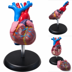 Heart Model, Life Size, Basic