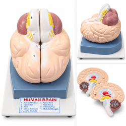 Human Brain Model