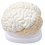 Human-Brain-Anatomy-Model-3-Parts-Plain-Finish