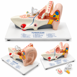 Model Of The Ear