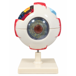 Human Eye Anatomical Model, 6X Enlarged, 6 Parts, Hand-Painted with Numbered Structures