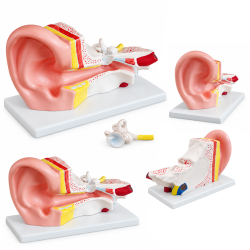 Human Ear Anatomy Model - 3× Enlarged, 2 Parts