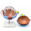 Human-Eye-Anatomy-Model-6x-Enlarged-Removable-Sections