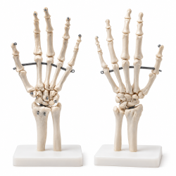 Human-Hand-Skeleton-Model-Life-Size-with-Stand