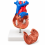 Human-Heart-Anatomy-Model-Life-Size-2-Parts-XC-307A