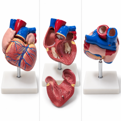 Human Heart Anatomy Model - Life-Size, 2 Parts, XC-307B
