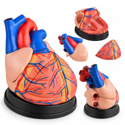 Human Heart Anatomy Model - 4× Enlarged, 3 Parts, XC-307C