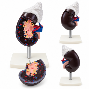 Human-Kidney-and-Adrenal-Gland-Model-Life-Size-2-Parts
