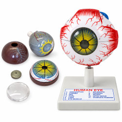 Human Eye Anatomical Model, 3X Enlarged, 6 Parts, with Numbered Structures