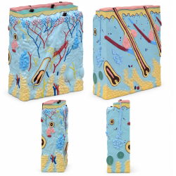 Human Skin Cross-Section Model - 105× Enlarged