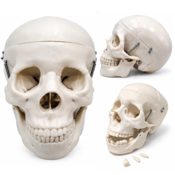 Human Skull Model - Life-Size, 3 Parts, Removable Teeth