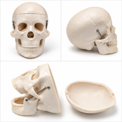 Human Skull Model - Miniature with Removable Skullcap