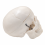human-skull-model-miniature-with-removable-skullcap