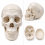 human-skull-model-life-size-with-movable-jaw