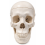 human-skull-model-life-size-with-movable-jaw