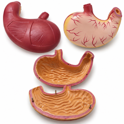 Human Stomach Anatomy Model - 2× Enlarged