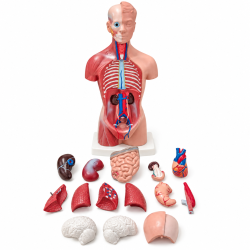 Human Torso Anatomy Model - Mini, 26 cm, 15 Parts